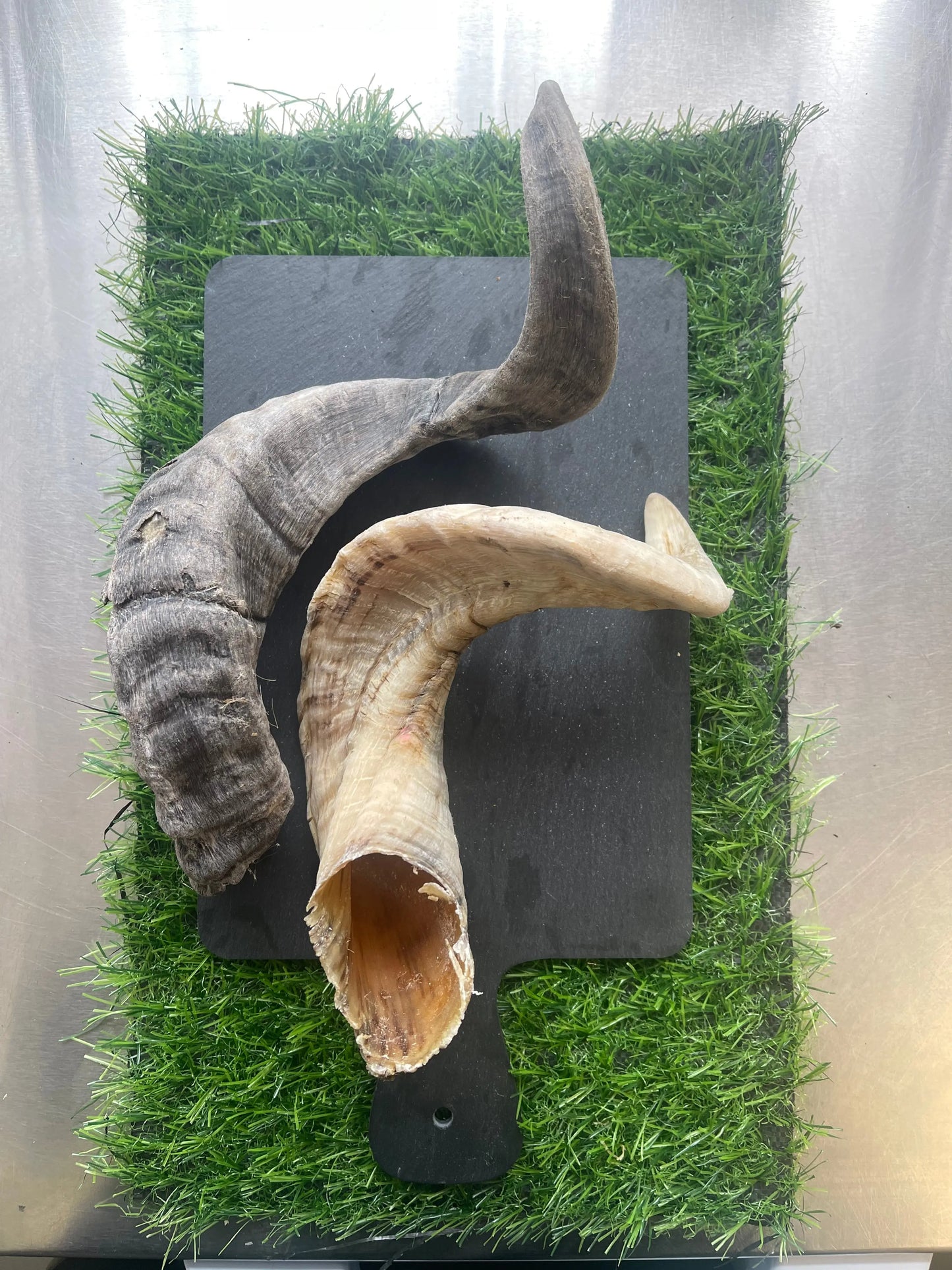 Lamb horn JC Raw LTD